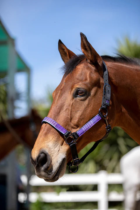 Kensington Breakaway Halter- Lavender Mint