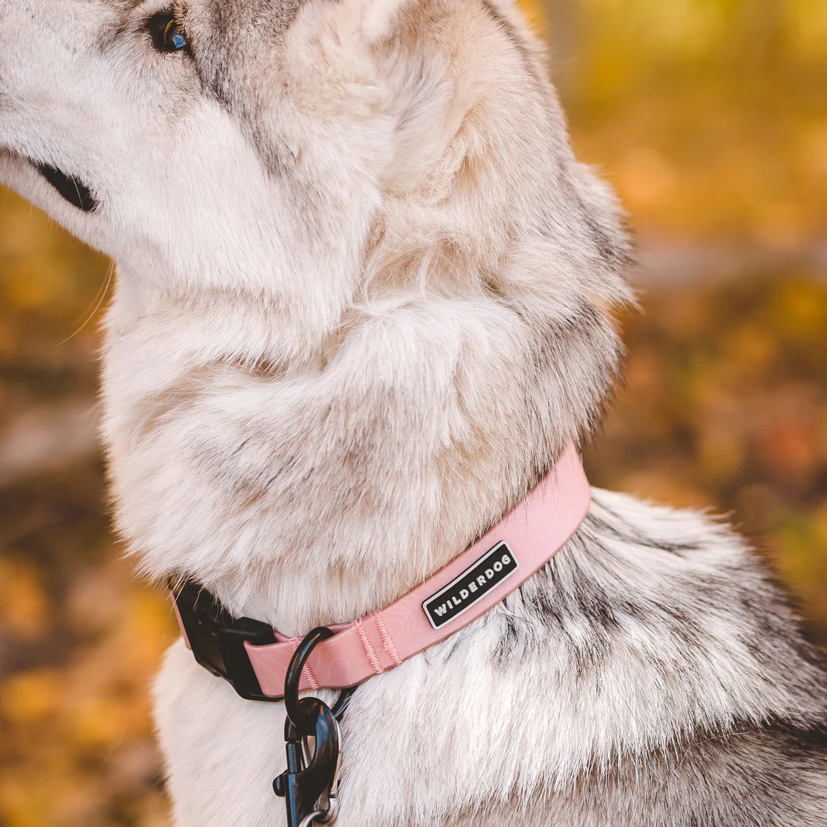 Wilderdog Waterproof Collar Guava