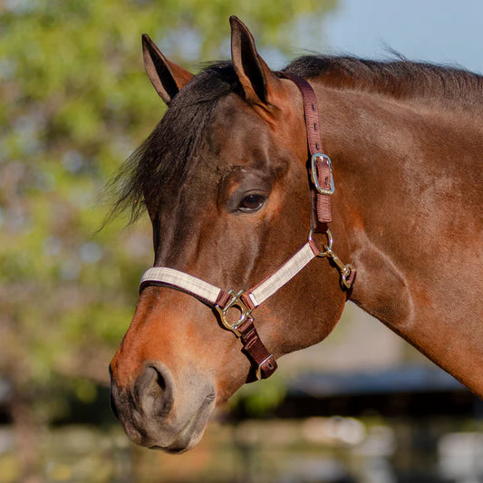 Kensington Breakaway Halter- Desert Sand