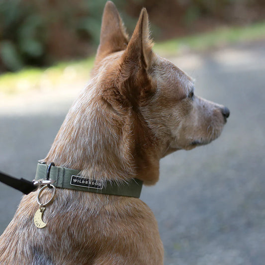 Wilderdog Waterproof Collar Olive