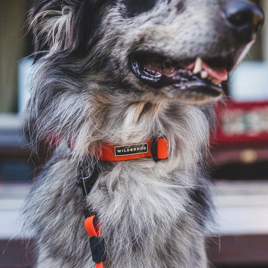 Wilderdog Waterproof Collar Orange