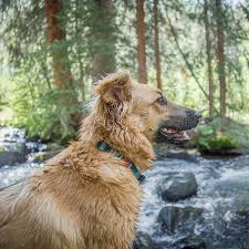 Terrain Dog Snap N Go Collar