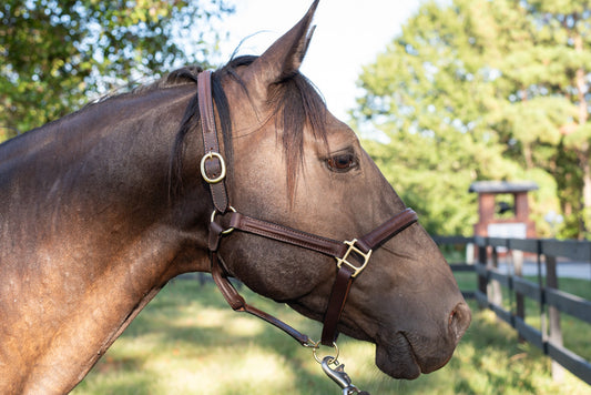 Tough 1 Raised Leather Halter