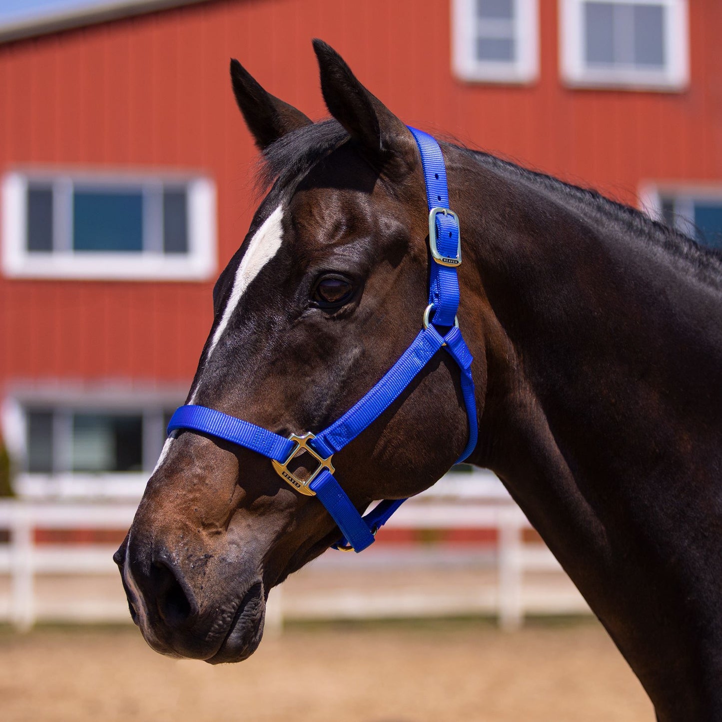 Weaver Nylon Basic Non-Adjustable 1" Halter