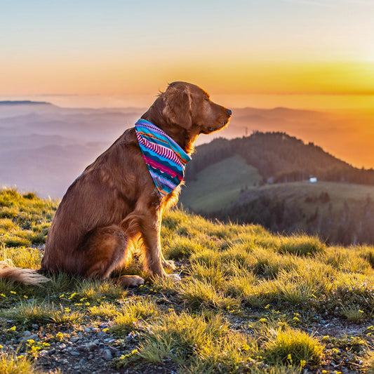 Wilderdog Dawn Bandana