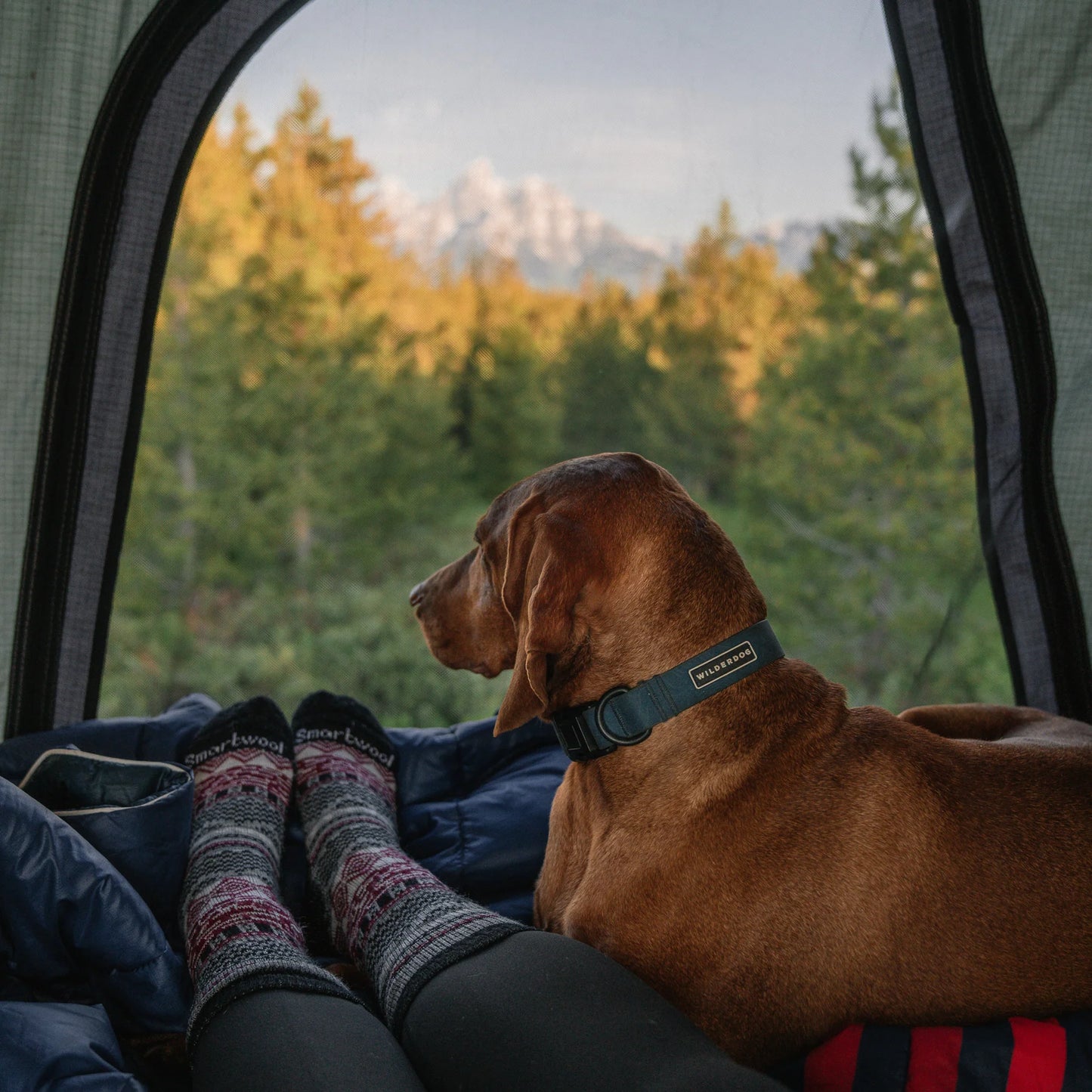 Wilderdog Waterproof Collar Pacific Blue