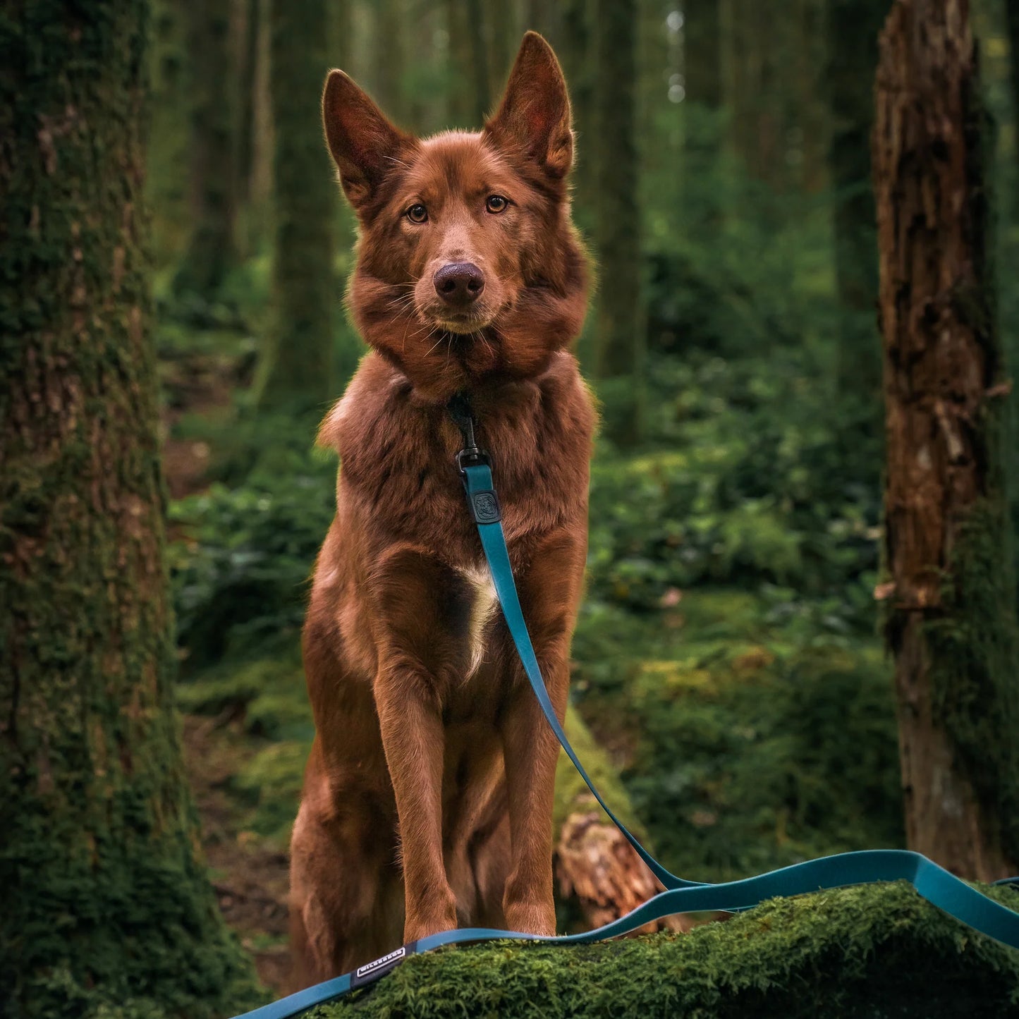 Wilderdog Pacific Blue Waterproof Leash