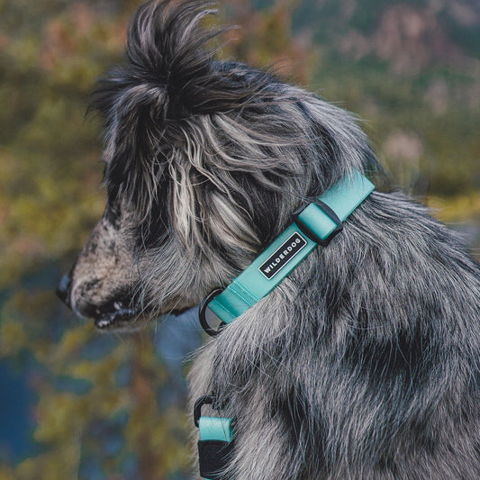 Wilderdog Waterproof Collar Seafoam