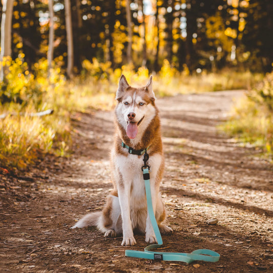 Wilderdog Seafoam Waterproof Leash